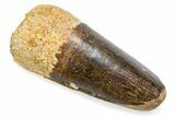 Fossil Spinosaurus Tooth - Feeding Worn Tooth #372889-1